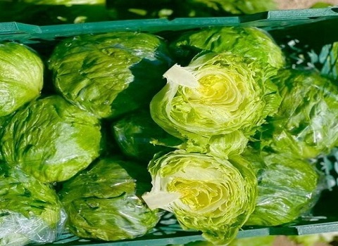 تصویر 3 از خرید کاهو آیسبرگ صادراتی + قیمت فروش استثنایی