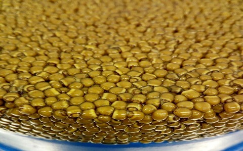 تصویر 3 از خرید خاویار طلایی آذربایجان + قیمت فروش استثنایی