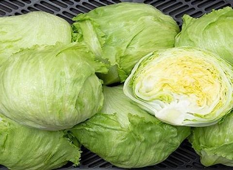 تصویر 1 از خرید و قیمت کاهو پیچ سالادی + فروش صادراتی