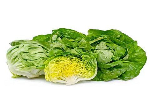 تصویر 4 از خرید و قیمت کاهو پیچ سالادی + فروش صادراتی