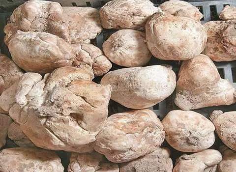 فروش قارچ دنبلان