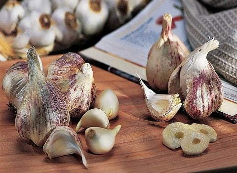 خرید و قیمت سیر دانه درشت درجه یک  + فروش عمده
