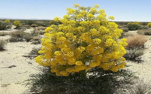 تصویر 1 از خرید و قیمت گیاه آنغوزه شیرین + فروش عمده