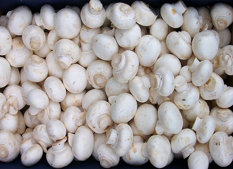 تصویر 4 از قیمت خرید قارچ خوراکی طبیعی + فروش ویژه
