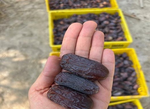 تصویر 4 از خرید و فروش خرما مرغوب هرمزگان با شرایط فوق العاده