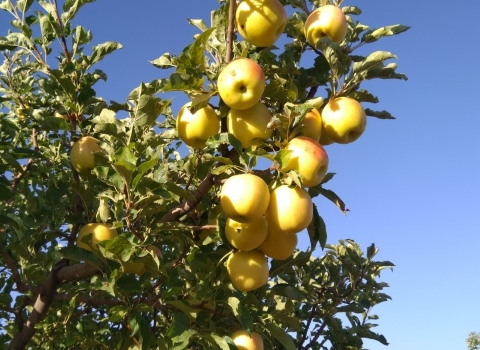 تصویر 1 از خرید و فروش سیب درختی میانه با شرایط فوق العاده