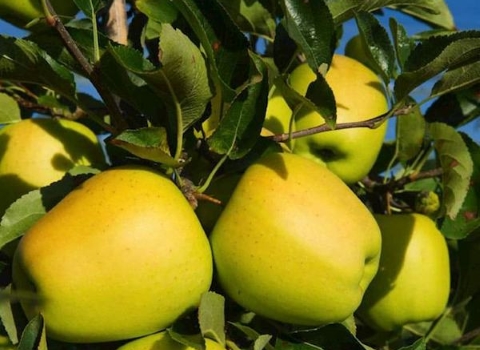 تصویر 4 از قیمت خرید سیب استخوانی دماوند با فروش عمده