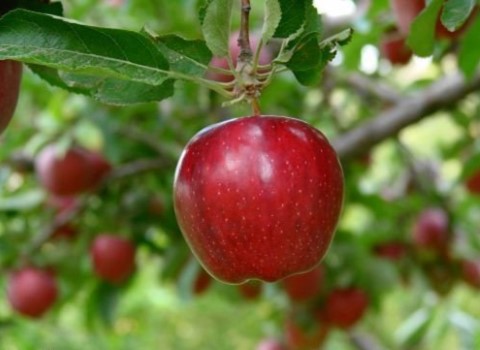 سیب قرمز اشنویه صادراتی