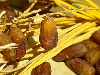 تصویر 1 از خرید و قیمت خرمای برحی سطلی + فروش عمده