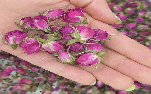 تصویر 3 از خرید و قیمت  غنچه گل محمدی لاله زار + فروش عمده