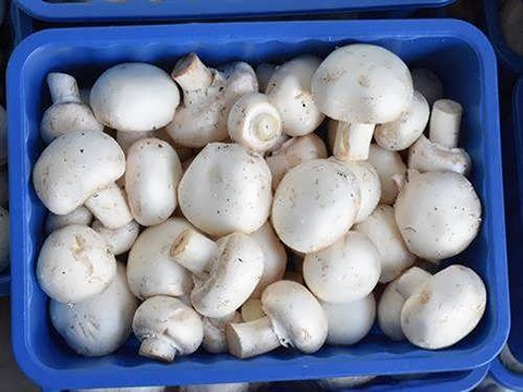 تصویر 1 از قیمت خرید قارچ بسته بندی بزرگ + فروش ویژه