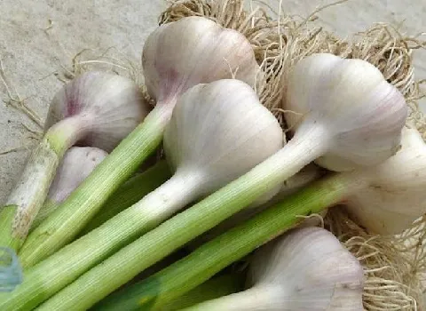 تصویر 3 از قیمت خرید سیر همدان تازه + فروش ویژه