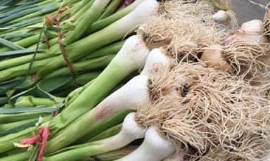 تصویر 2 از قیمت خرید سیر همدان تازه + فروش ویژه
