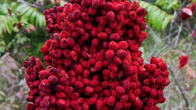 تصویر 2 از قیمت خرید سماق خوشه ای قرمز + فروش ویژه