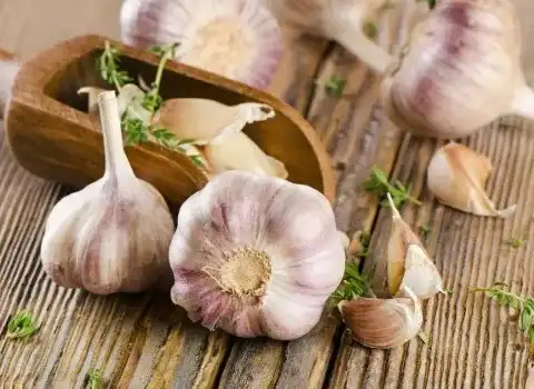 تصویر 4 از قیمت خرید سیر همدان تند + فروش ویژه