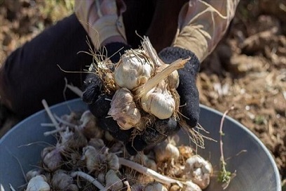 تصویر 4 از قیمت خرید سیر همدان اصل + فروش ویژه