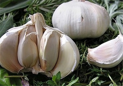 تصویر 2 از قیمت خرید سیر همدان مرغوب + فروش ویژه
