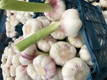 تصویر 3 از قیمت خرید سیر همدان مرغوب + فروش ویژه