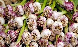 تصویر 3 از قیمت خرید سیر همدان صادراتی + فروش ویژه