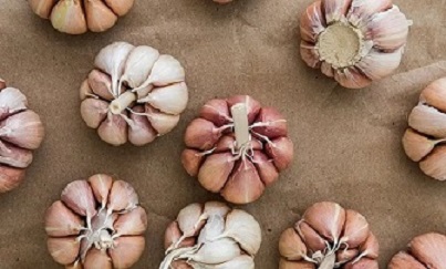 تصویر 1 از قیمت خرید سیر همدان ممتاز + فروش ویژه