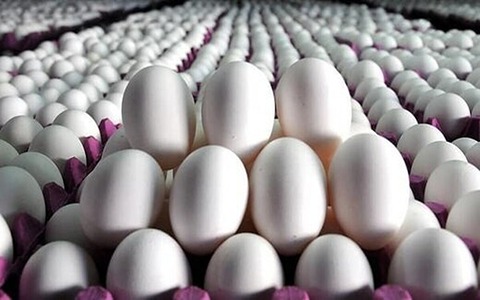 تصویر 1 از فروش تخم مرغ دو زرده + قیمت خرید به صرفه
