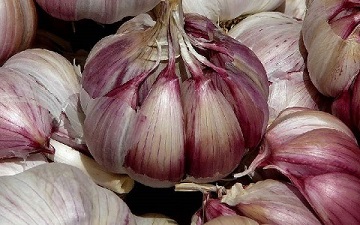 تصویر 4 از قیمت خرید سیر همدان بنفش + فروش ویژه