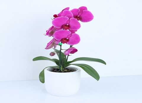تصویر 2 از قیمت خرید گل آپارتمانی ارکیده + فروش ویژه