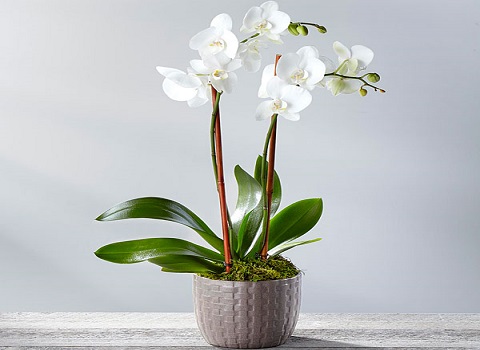 تصویر 4 از قیمت خرید گل آپارتمانی ارکیده + فروش ویژه