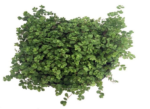 تصویر 1 از خرید گیاه آپارتمانی چمن عروس + قیمت فروش استثنایی