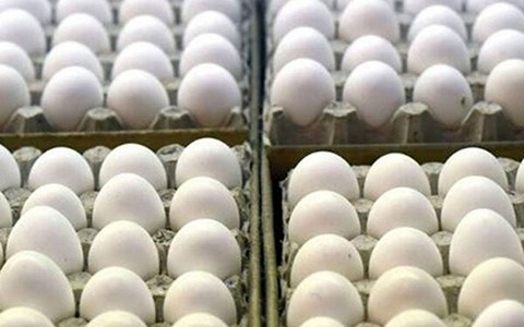 تصویر 1 از فروش تخم مرغ زرده طلایی + قیمت خرید به صرفه