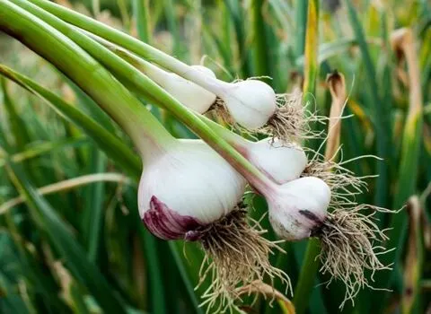 تصویر 4 از قیمت خرید سیر همدان بذر + فروش ویژه