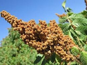 تصویر 4 از قیمت خرید گیاه سماق قرمز + فروش ویژه