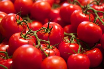 تصویر 2 از قیمت خرید گوجه فرنگی لینا + فروش ویژه