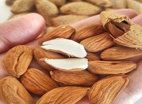 تصویر 3 از فروش مغز بادام مامایی + قیمت خرید به صرفه