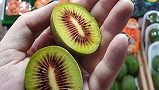 تصویر 4 از خرید و قیمت کیوی تو سرخ مازندران + فروش عمده