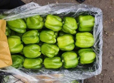 تصویر 3 از قیمت فلفل دلمه ای سبز + خرید باور نکردنی