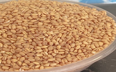 تصویر 2 از فروش گندم پوست کنده + قیمت خرید به صرفه