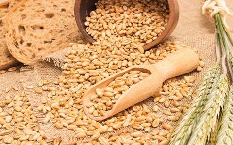 تصویر 1 از فروش گندم پوست کنده + قیمت خرید به صرفه