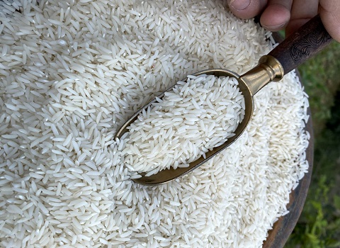تصویر 1 از فروش برنج طارم شمالی + قیمت خرید به صرفه