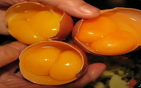 تصویر 4 از فروش تخم مرغ رسمی دو زرده + قیمت خرید به صرفه