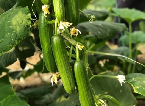 تصویر 1 از قیمت خرید خیار گلخانه ای جیرفت عمده به صرفه و ارزان