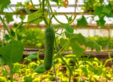 تصویر 4 از قیمت خرید خیار گلخانه ای جیرفت عمده به صرفه و ارزان