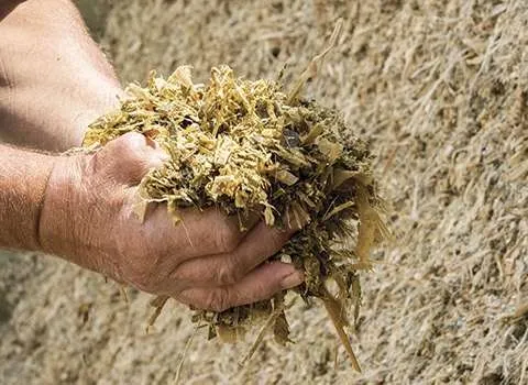 تصویر 1 از خرید و فروش ذرت علوفه ای خشک با شرایط فوق العاده