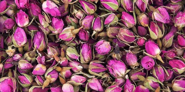 تصویر 3 از قیمت غنچه گل محمدی کاشان + خرید باور نکردنی