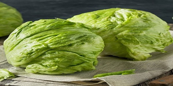 تصویر 4 از فروش کاهو آیسبرگ صادراتی + قیمت خرید به صرفه