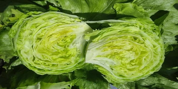 تصویر 3 از فروش کاهو آیسبرگ صادراتی + قیمت خرید به صرفه