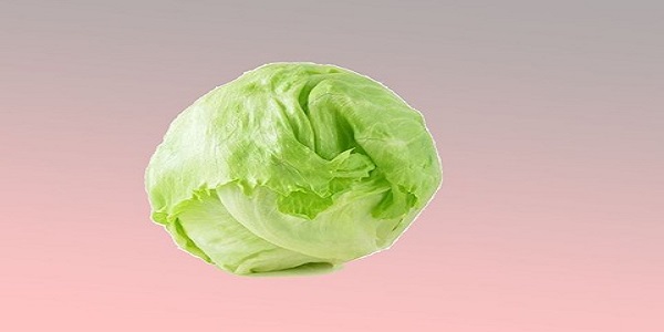 تصویر 5 از فروش کاهو آیسبرگ صادراتی + قیمت خرید به صرفه
