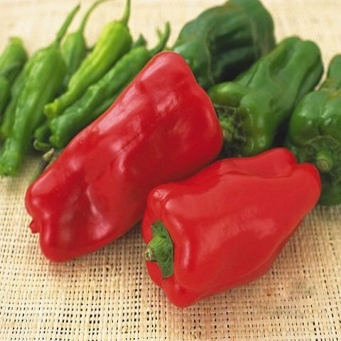 قیمت خرید فلفل دلمه ای کاپی + فروش ویژه