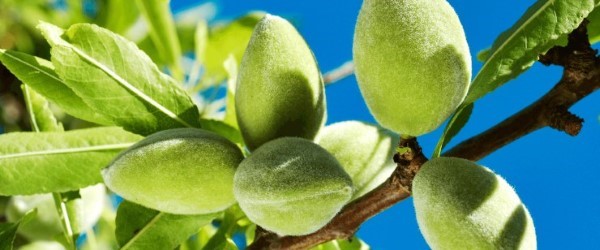 تصویر 1 از خرید و فروش بادام درختی سبز با شرایط فوق العاده