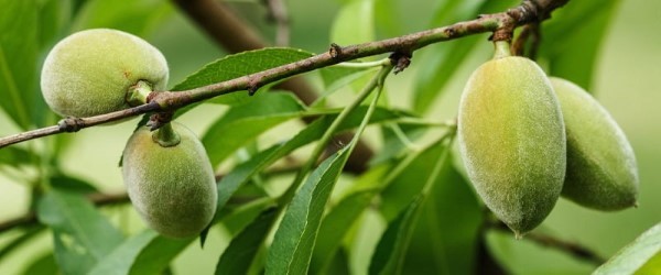 تصویر 2 از خرید و فروش بادام درختی سبز با شرایط فوق العاده